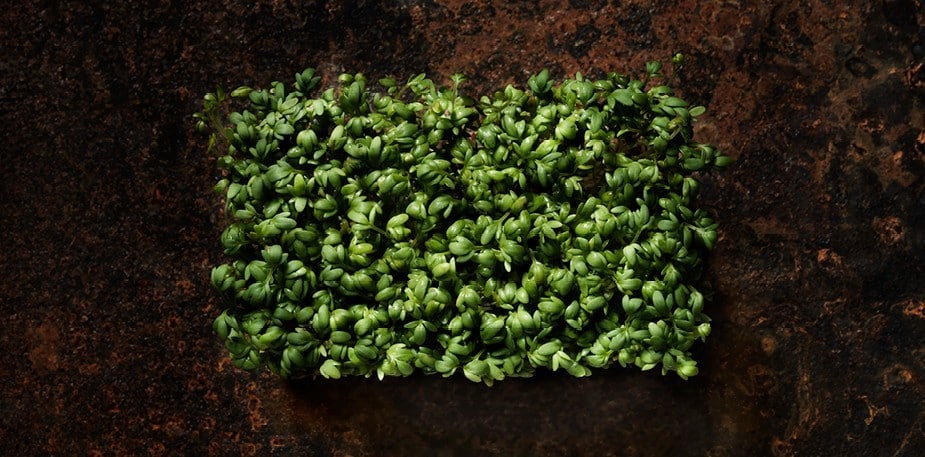 Itu – pieni ravinnepommi valmiina räjähtämään