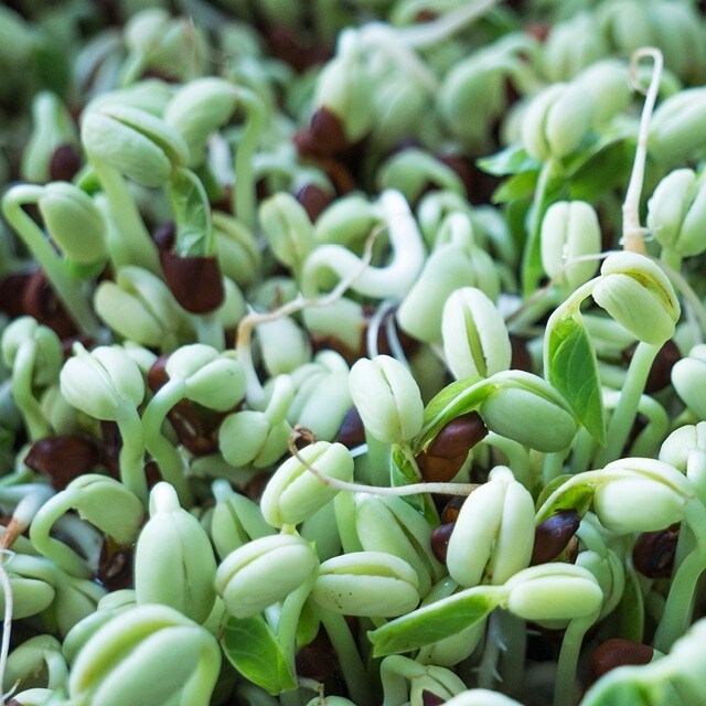 Idätä, mutta idätä varmasti! 