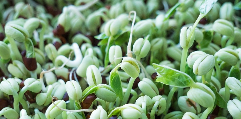 Idätä, mutta idätä varmasti! 