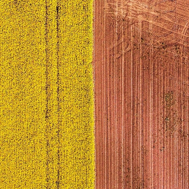 Eläköön biodiversiteetti!