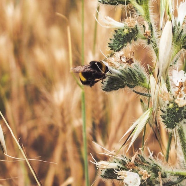 Biologinen monimuotoisuus