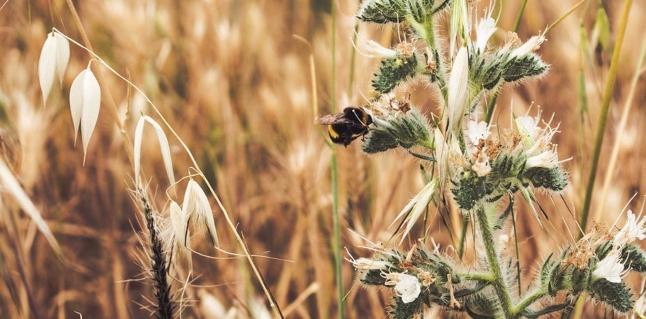 Biologinen monimuotoisuus